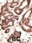 LRP1 Antibody (C-term)